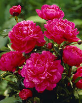 Без бренда «2KMB-4036» в Красноярске