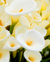 Без бренда «Белые каллы» в Красноярске