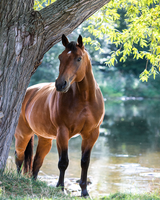 Без бренда «Коробка 20 шт: Лошадь у дерева» в Красноярске