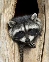 Без бренда «Енот в дупле» в Красноярске