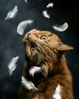 Без бренда «Кот среди перышек» в Красноярске