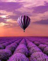 Лавандовое поле и воздушный шар