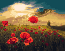 Нежные маки на лугу в солнечном свете