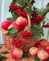 Без бренда «Плетёная корзина с калиной и яблоками» в Красноярске в интернет-магазине  Без бренда «Плетёная корзина с калиной и яблоками» в Красноярске