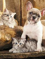 Без бренда «Милый щенок французского бульдога и два котёнка» в Красноярске в интернет-магазине  Без бренда «Милый щенок французского бульдога и два котёнка» в Красноярске
