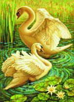 Белые лебеди возле тростника