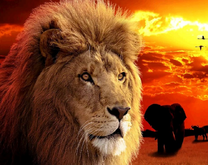 Лев на фоне слонов и заката