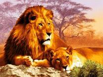 Лев и львица в Африке