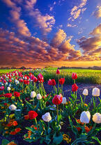 Без бренда «Поле тюльпанов под облачным небом» в Красноярске в интернет-магазине  Без бренда «Поле тюльпанов под облачным небом» в Красноярске